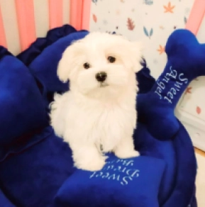 Perros Maltés en venta
