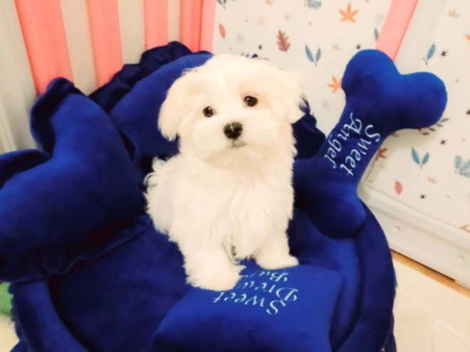 Perros Maltés en venta