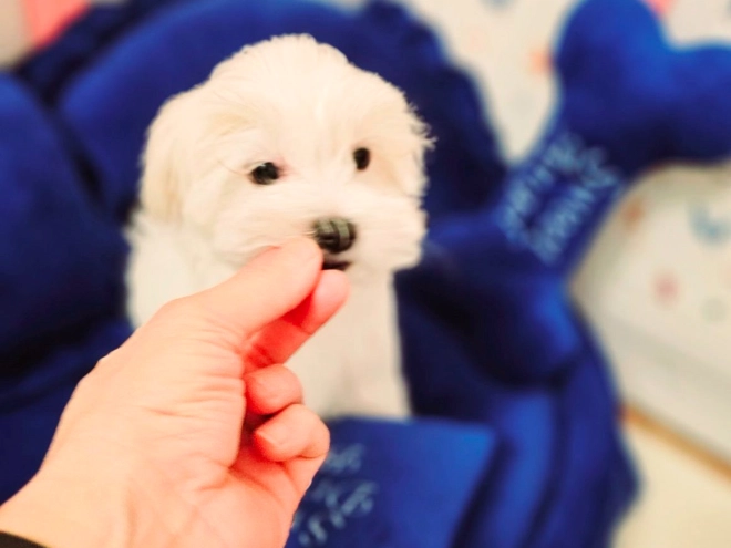Perros Maltés en venta