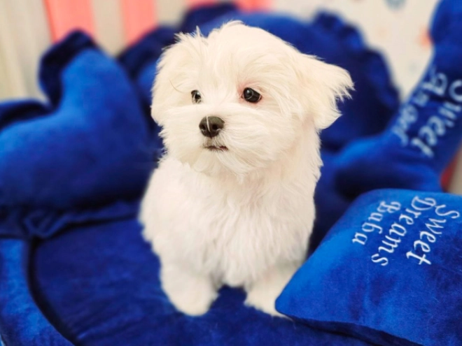 Perros Maltés en venta