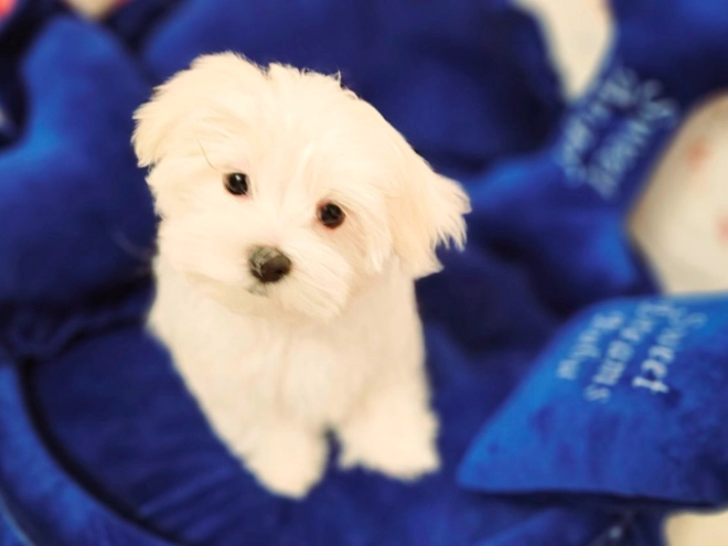 Perros Maltés en venta