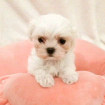 Barbie, white Maltese for sale