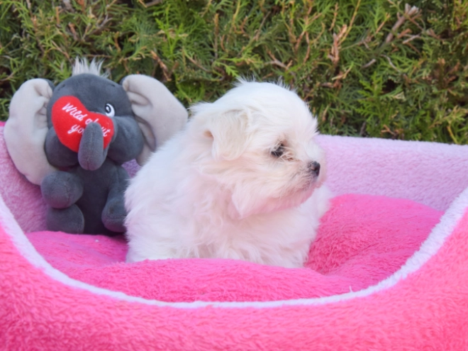 Maltese puppy for sale