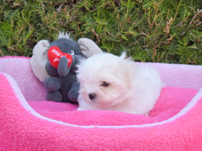 Maltese puppy for sale