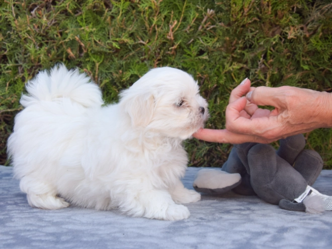 Maltese puppy for sale