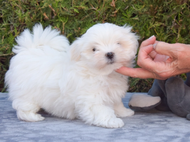 Maltese puppy for sale