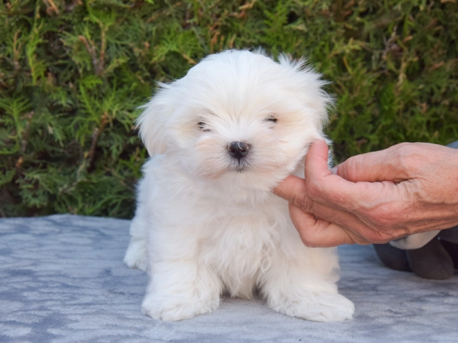 Maltese puppy for sale