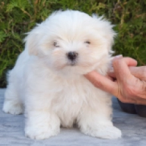 Showman, white Malteser Welpen kaufen