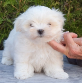 Maltese puppy for sale