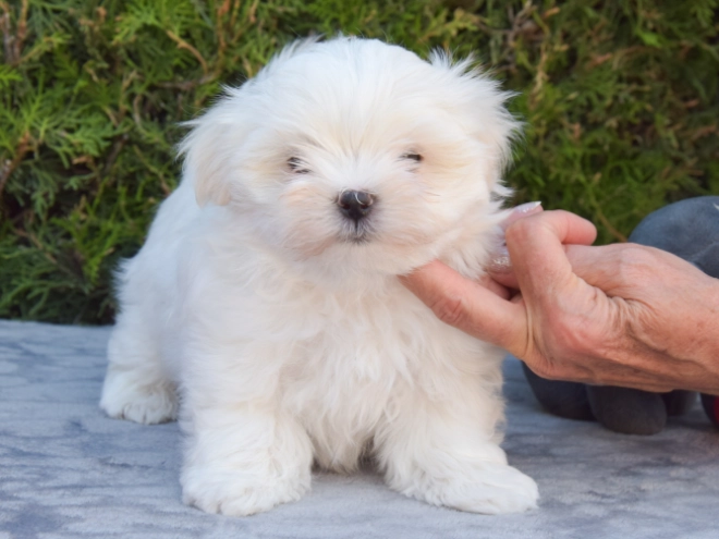 Maltese puppy for sale