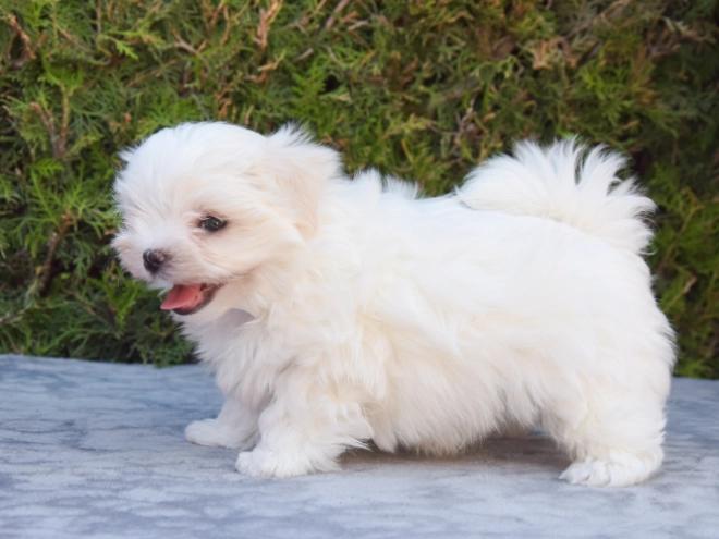 Maltese puppy for sale