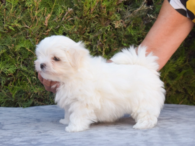 Maltese puppy for sale