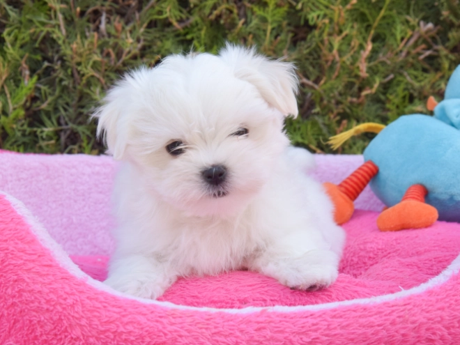 Maltese puppy for sale