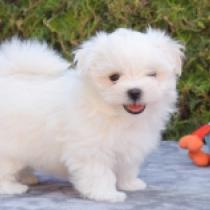 Snowstorm, white Maltese for sale