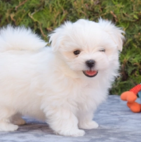 Maltese puppy for sale