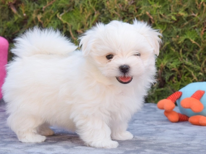 Maltese puppy for sale