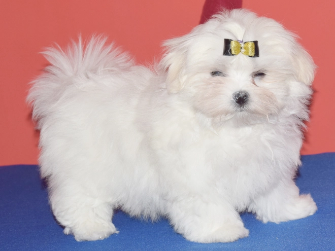 Maltese puppy for sale