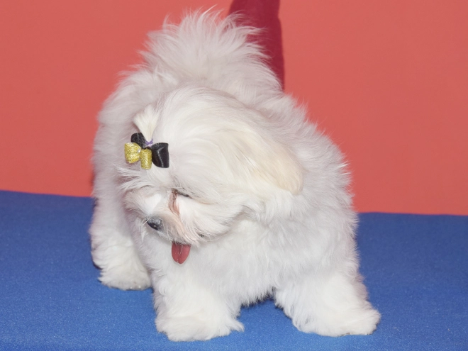 Maltese puppy for sale
