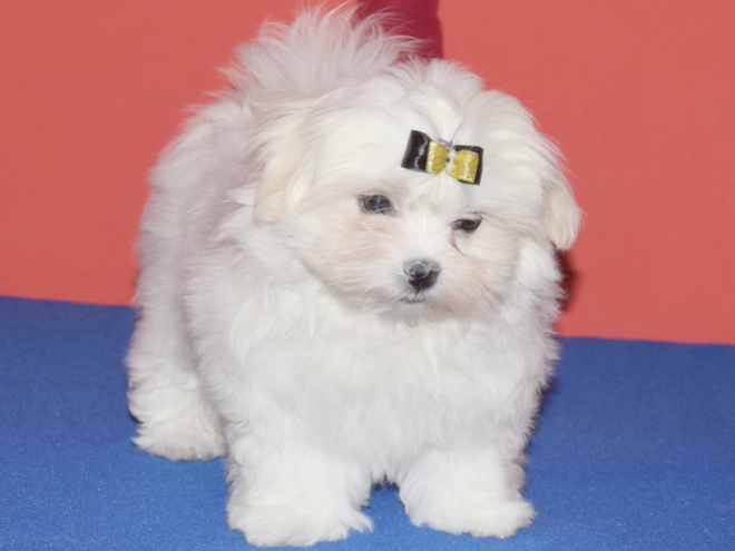 Maltese puppy for sale