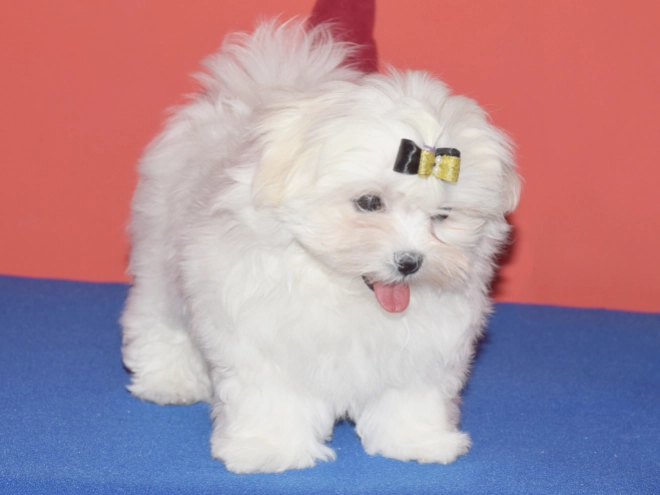 Maltese puppy for sale