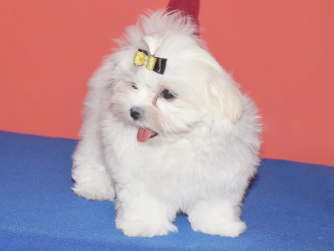 Maltese puppy for sale
