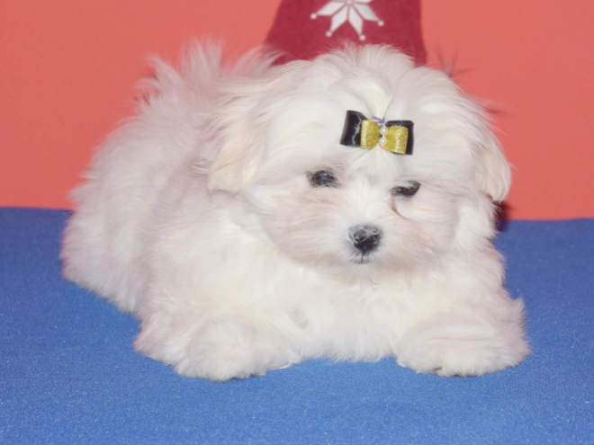 Maltese puppy for sale