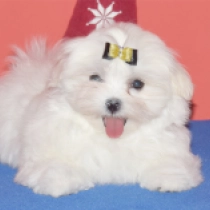 Snowstorm, white Maltese for sale
