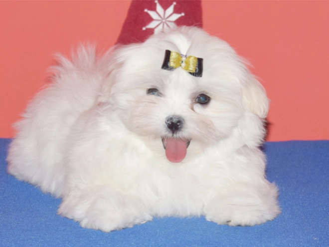 Maltese puppy for sale