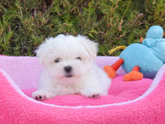 Maltese puppy for sale