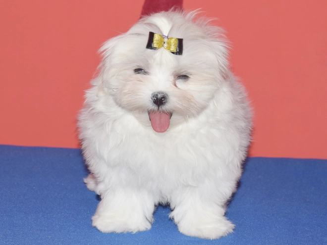 Maltese puppy for sale