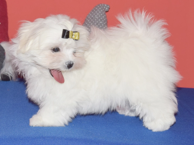 Maltese puppy for sale
