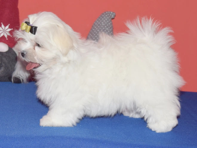 Maltese puppy for sale