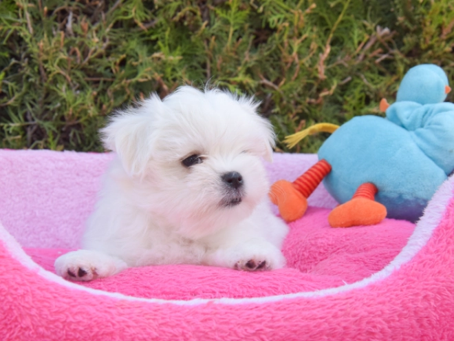 Maltese puppy for sale
