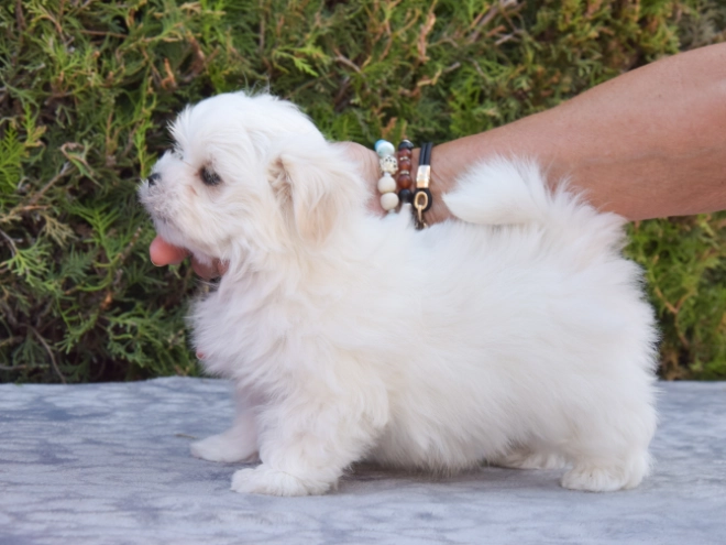 Maltese puppy for sale