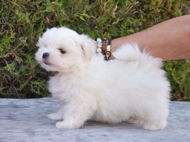 Maltese puppy for sale
