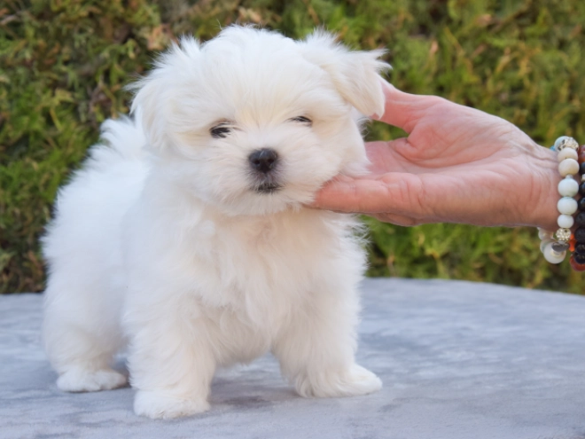 Maltese puppy for sale