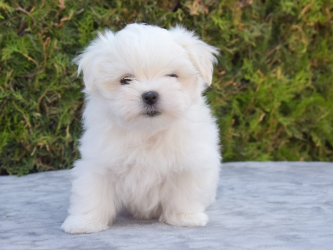Maltese puppy for sale