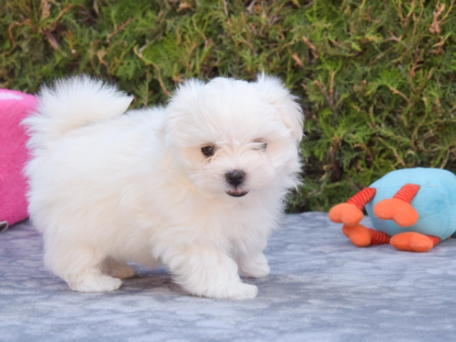 Maltese puppy for sale