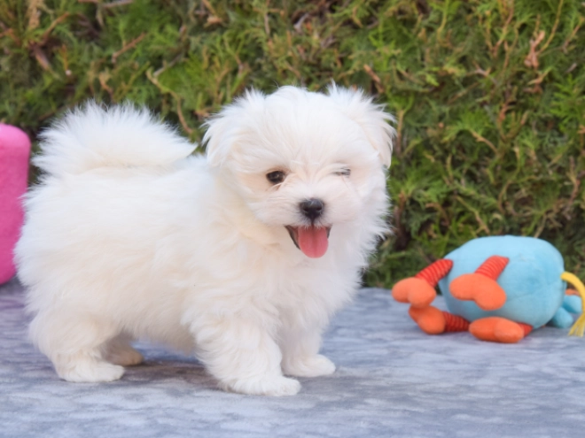 Maltese puppy for sale
