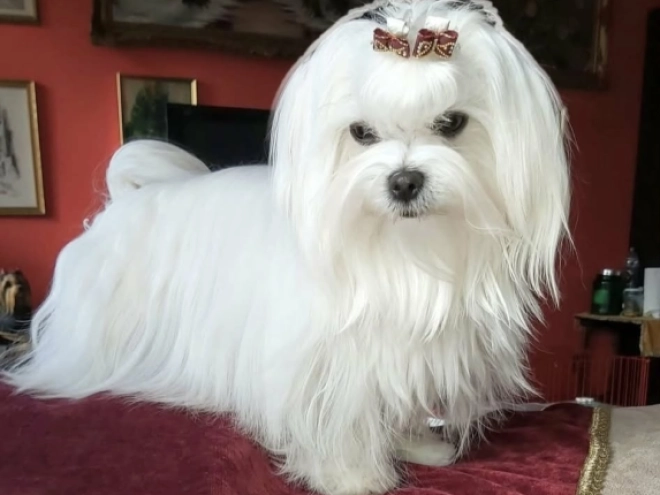 Maltese puppy for sale