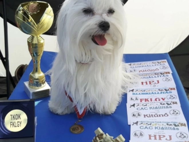 Maltese puppy for sale