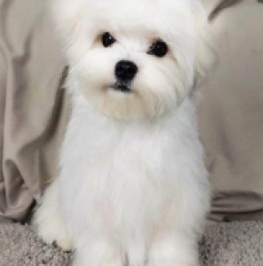 Perros Maltés en venta