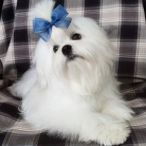 Showman, white Maltés en venta