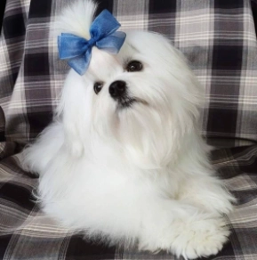 Maltese puppy for sale