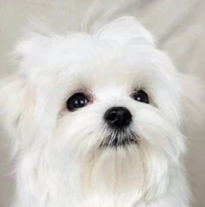 Perros Maltés en venta