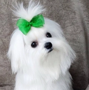 Maltese puppy for sale