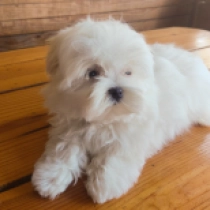 Teo, white Maltese for sale