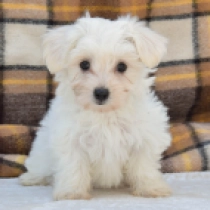 Lola, white Malteser Welpen kaufen