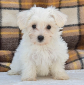 Perros Maltés en venta