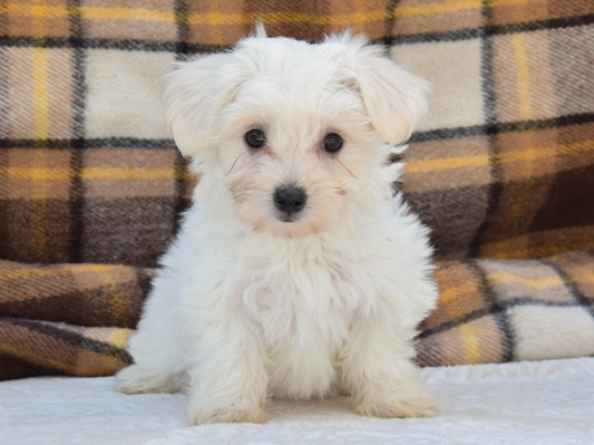 Perros Maltés en venta